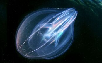 A close-up photo of a warty comb jelly glowing in the deep sea