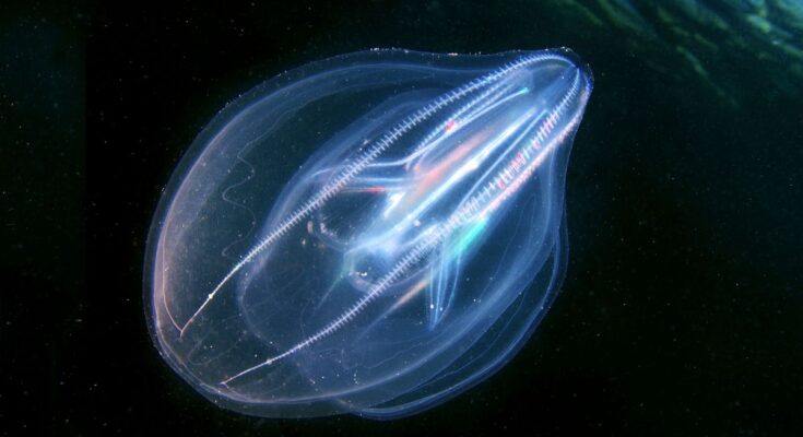 A close-up photo of a warty comb jelly glowing in the deep sea