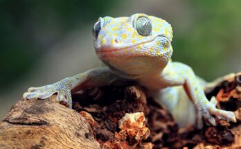 Los geckos tienen un 'sexto sentido' oculto relacionado con el oído